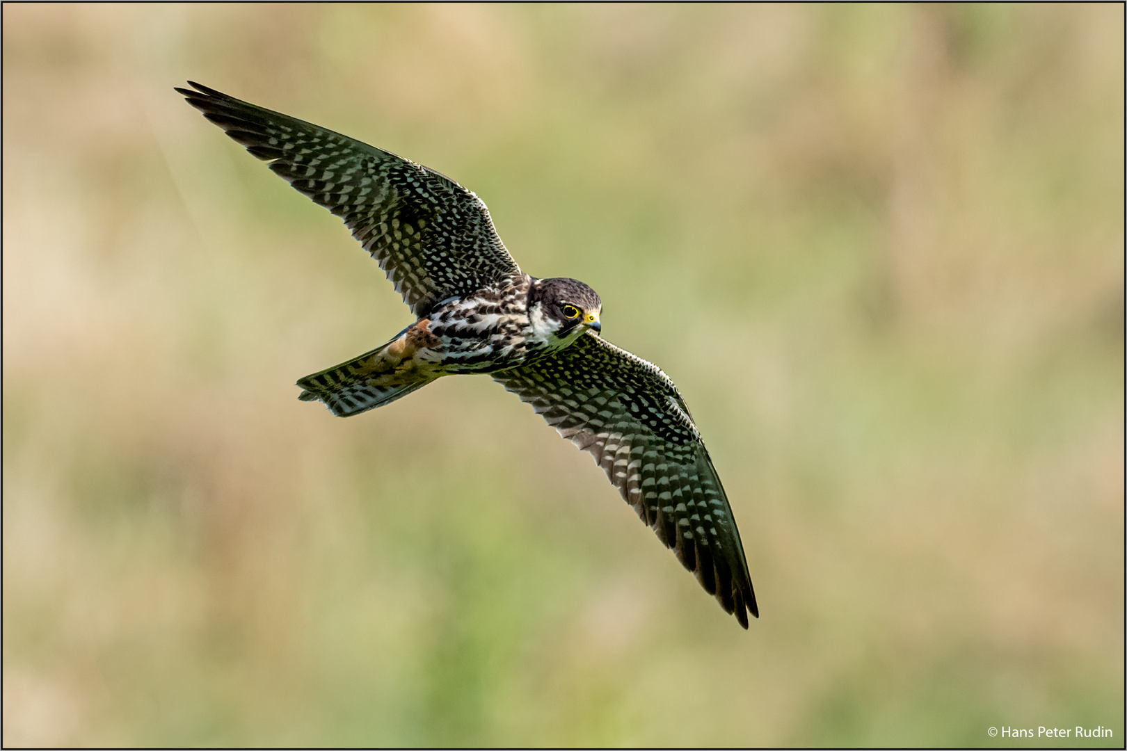 Baumfalke auf der Jagd