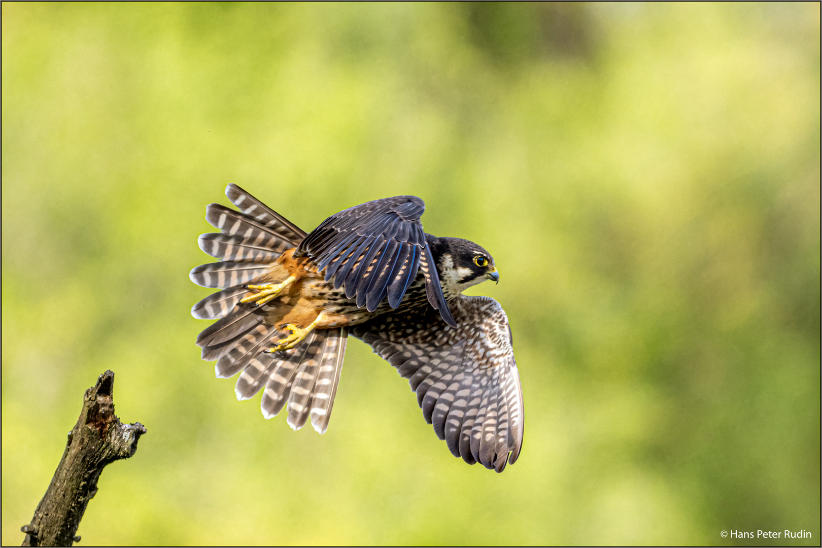 Baumfalke – Auf zur Jagd