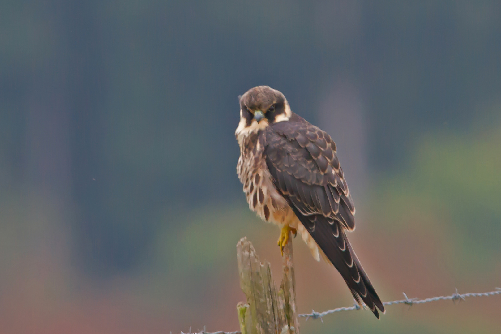 Baumfalke    Aufnahme 2016