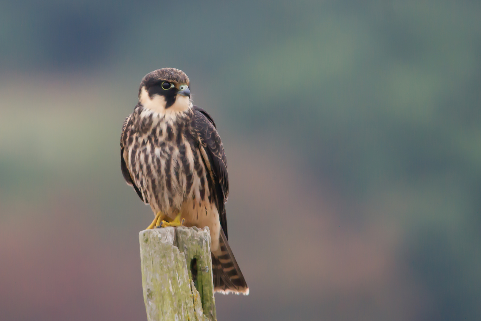 Baumfalke        Aufnahme vom 20.9.2016