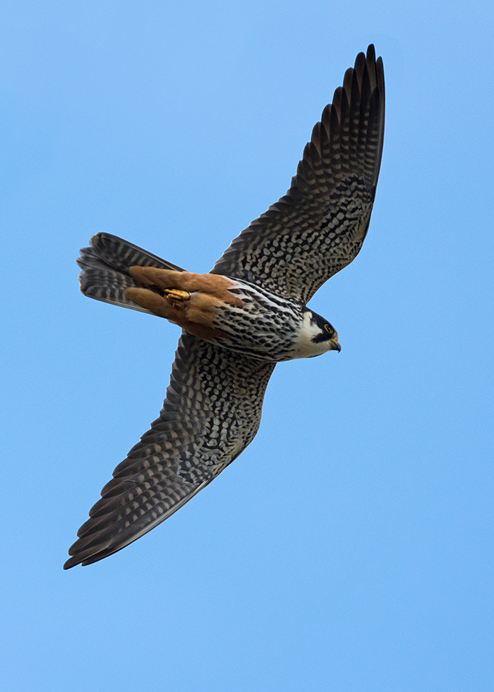 Baumfalke (Falco subbuteo)