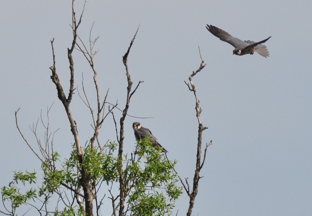 Baumfalke - Falco subbuteo