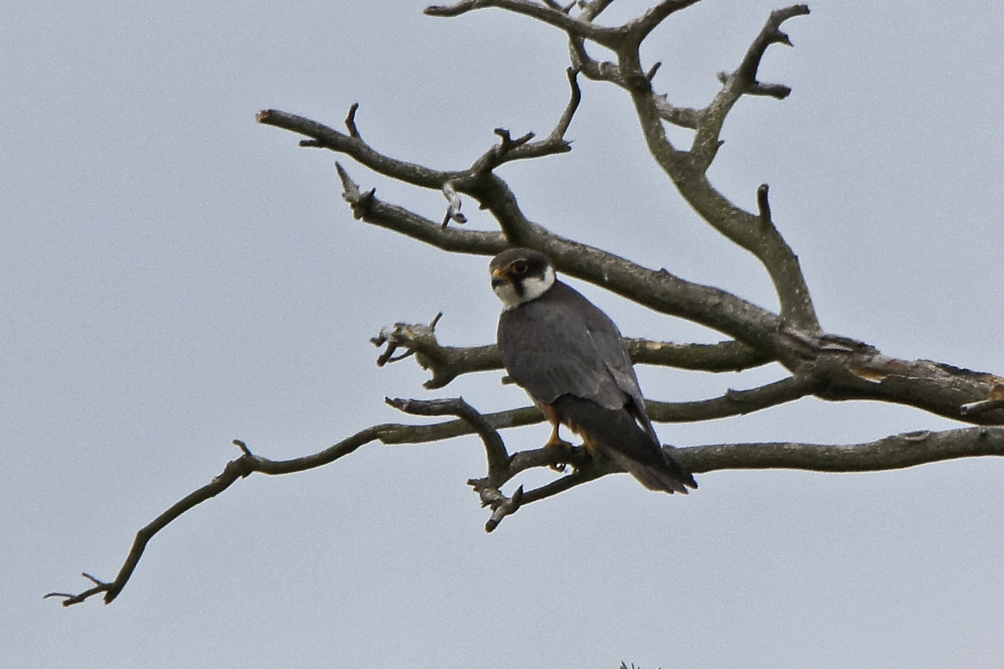 Baumfalke (Falco subbuteo)