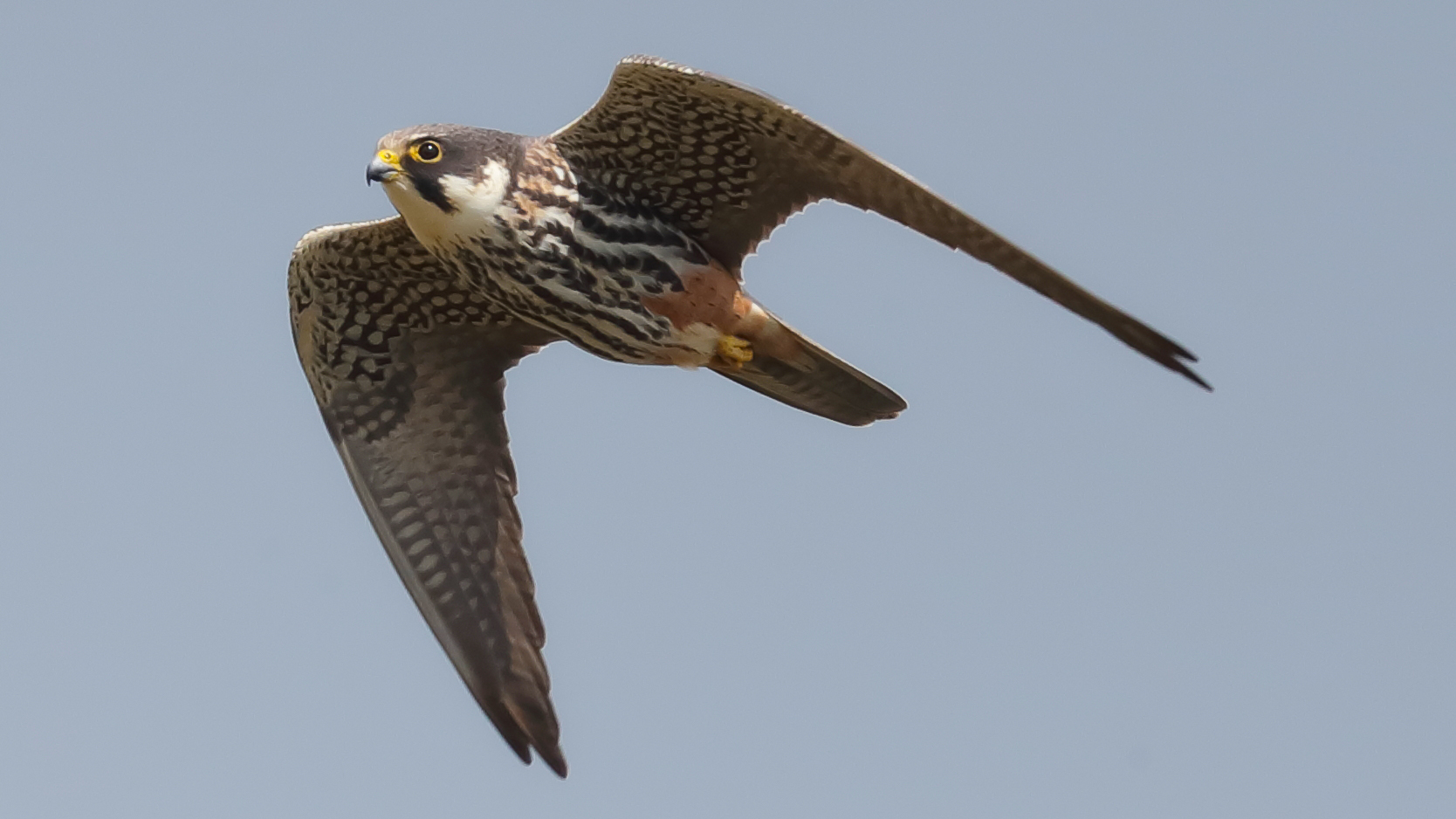  Baumfalke (Falco subbuteo)