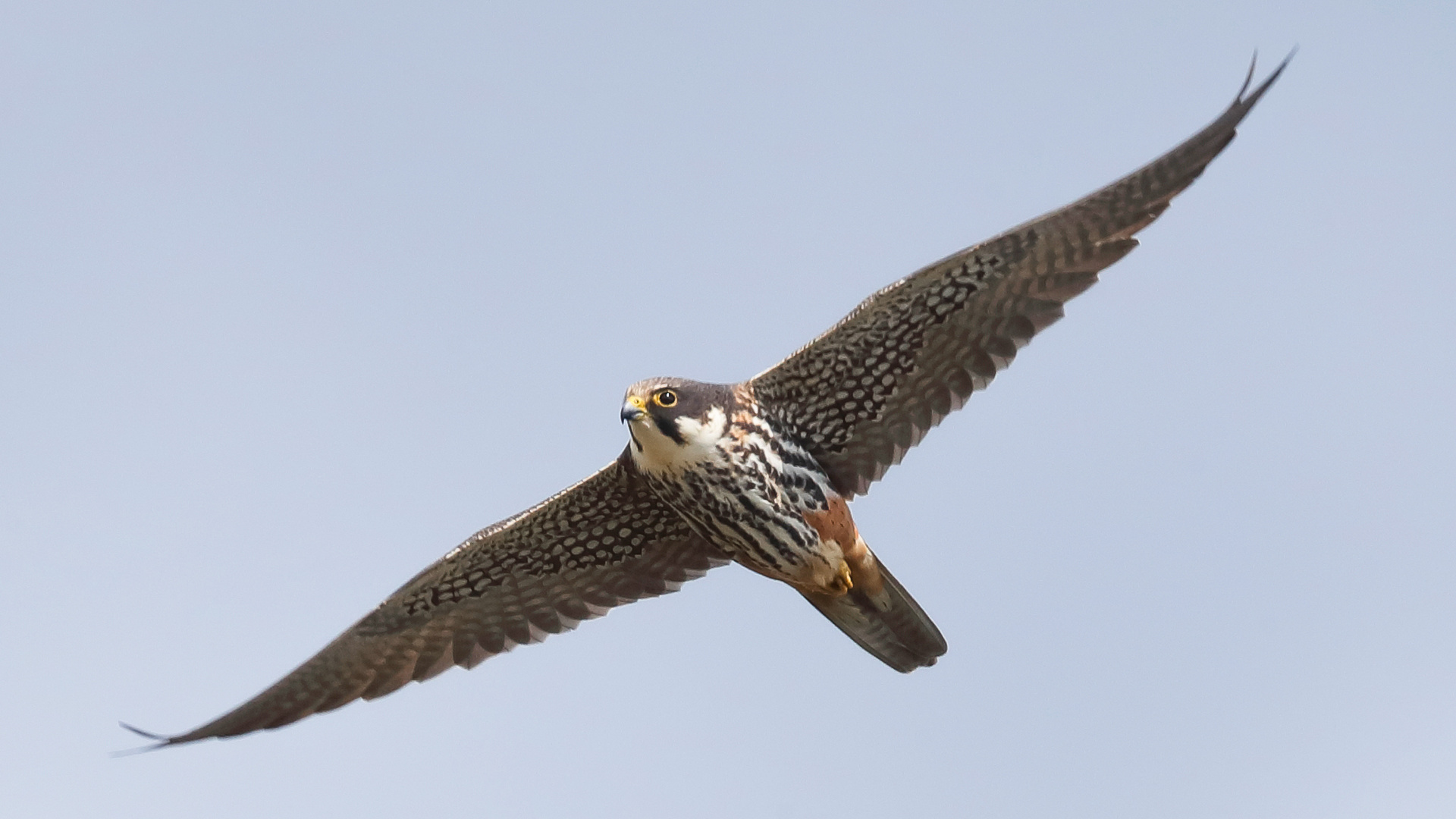  Baumfalke (Falco subbuteo)