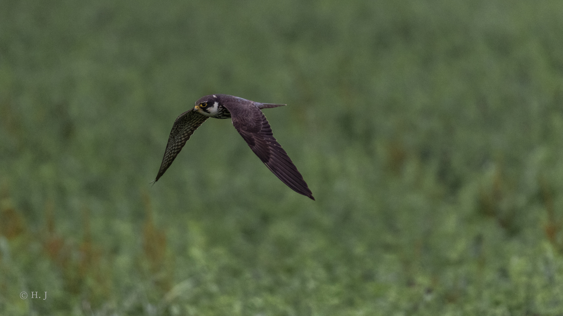 Baumfalke (Falco subbuteo)