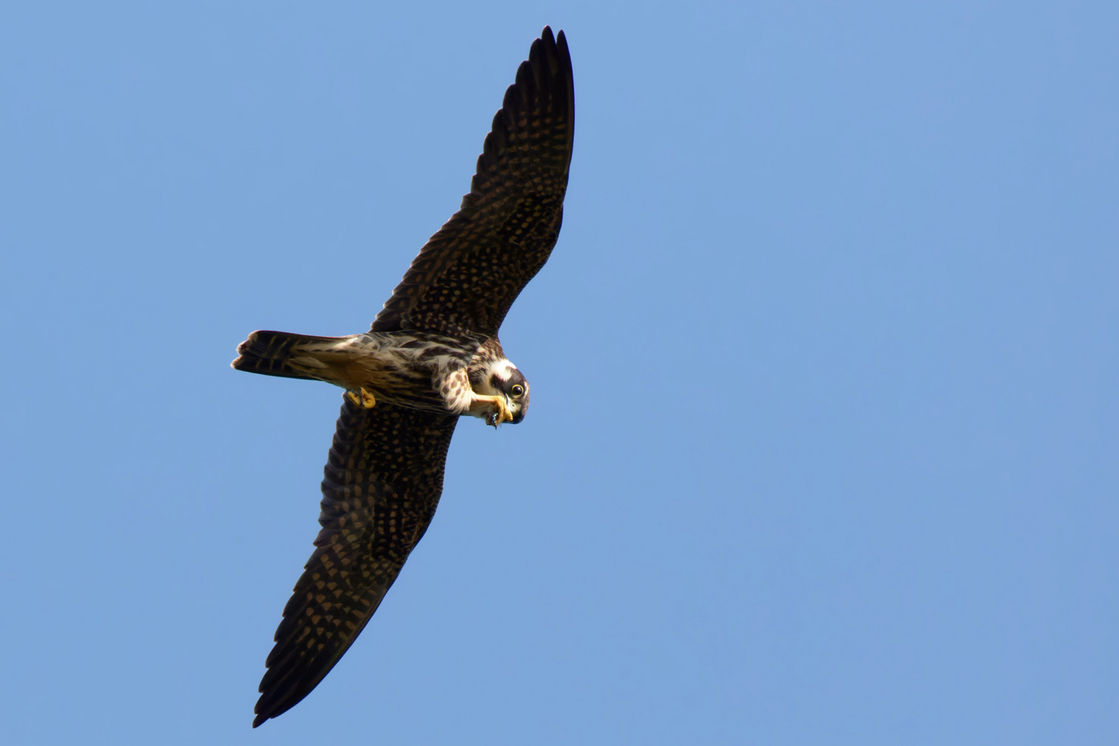 Baumfalke  (Falco subbuteo) mit Beute - Mosaikjungfer