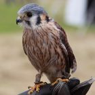 Baumfalke (Falco subbuteo), Mittelalterfest Gewerbepark Eschbach - Falknerei Haas