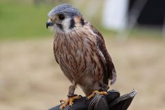 Baumfalke (Falco subbuteo), Mittelalterfest Gewerbepark Eschbach - Falknerei Haas