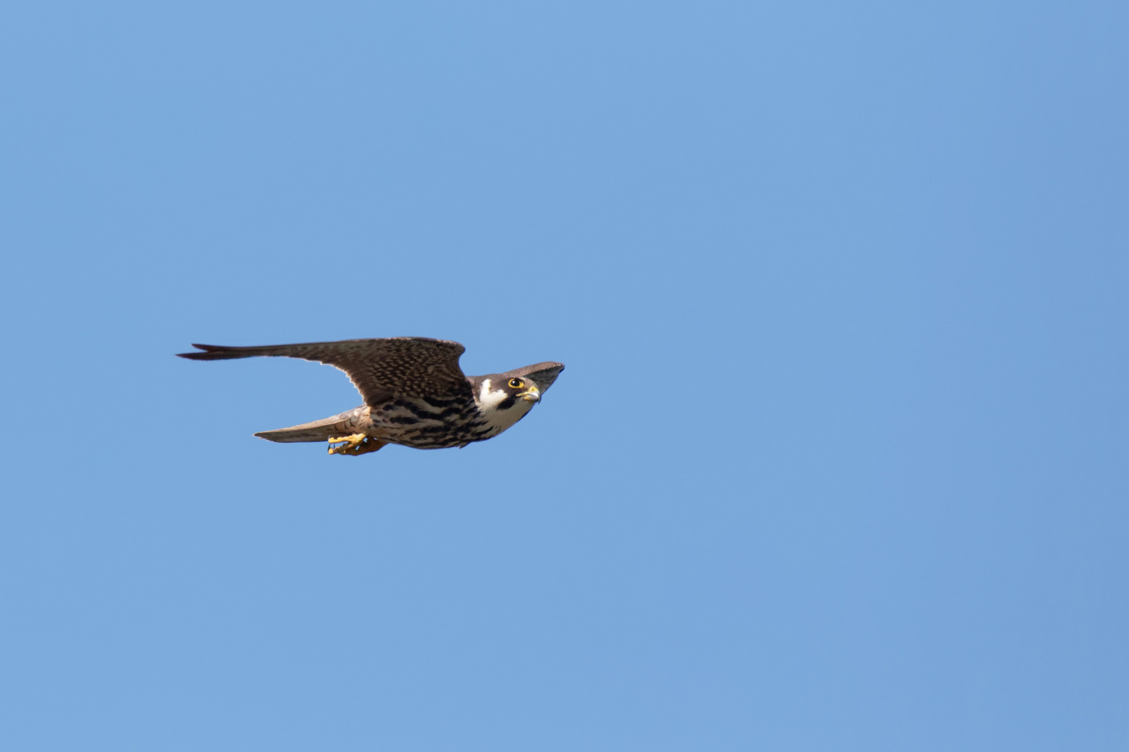 Baumfalke (Falco subbuteo) ,rasanter Jäger 