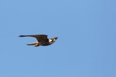 Baumfalke (Falco subbuteo) ,rasanter Jäger 