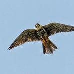 Baumfalke - gesehen am Altmühlsee / Inselzone