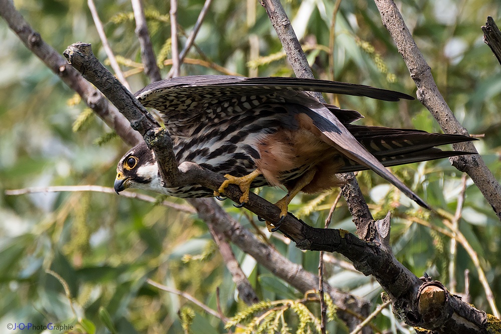 Baumfalke II