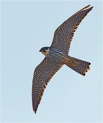 Baumfalke im Gegenlicht