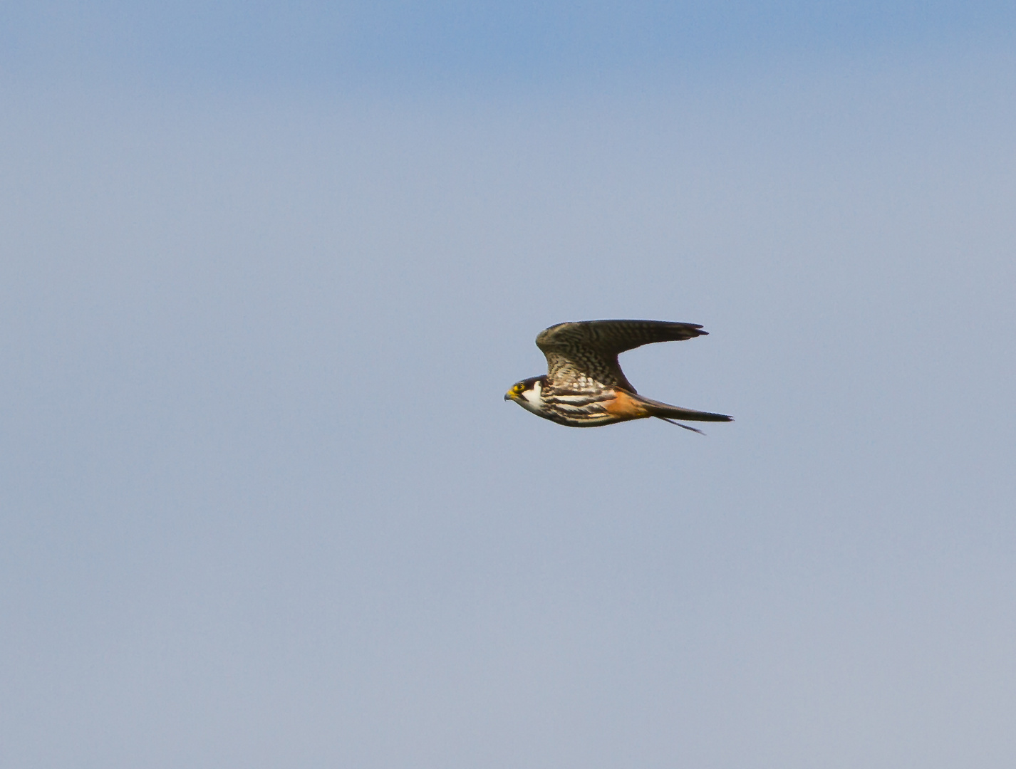 Baumfalke im Jagdflug