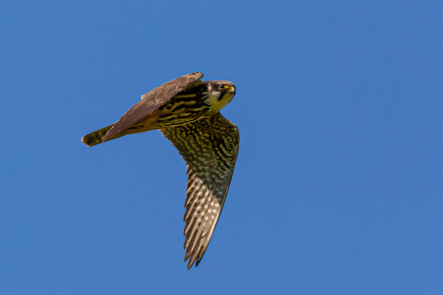 Baumfalke im Jagdmodus