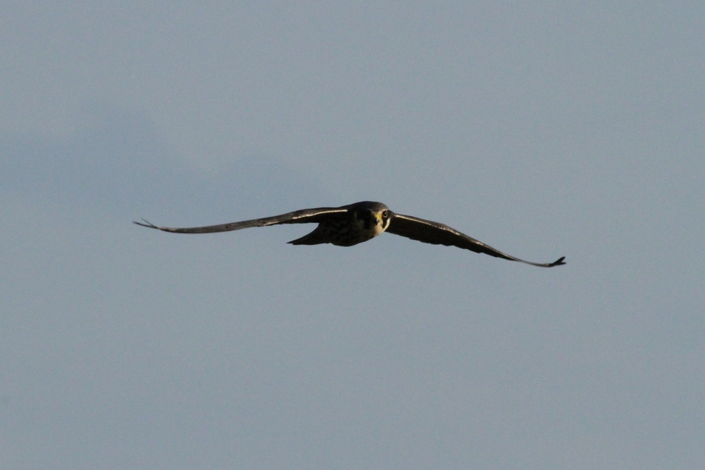 Baumfalke im Tiefflug