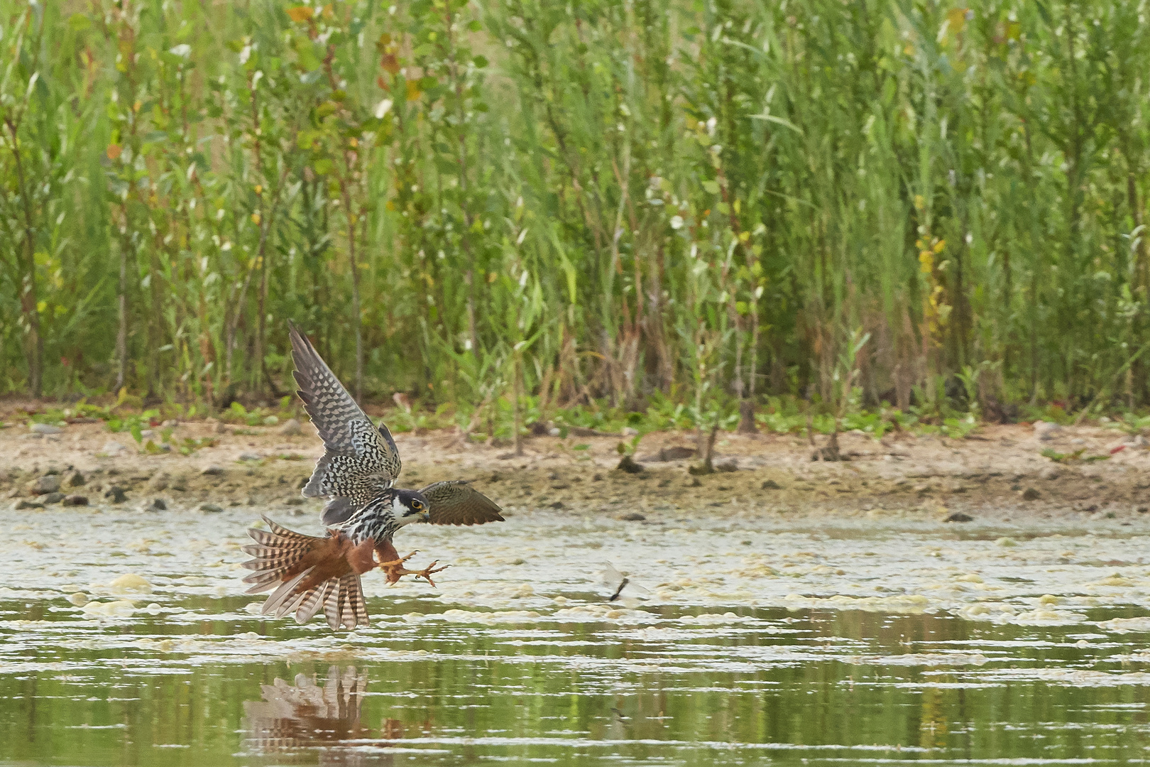 Baumfalke in Action