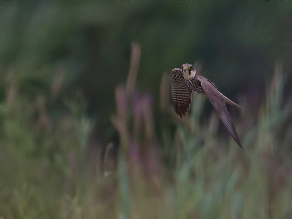 Baumfalke in vollem Jagdflug