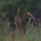 Baumfalke in vollem Jagdflug