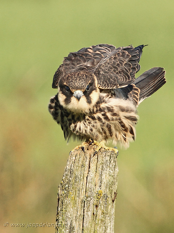 Baumfalke juvenile