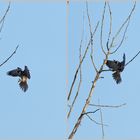 Baumfalke Landeanflug mit Beute (Doku)