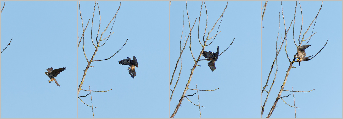 Baumfalke Landeanflug mit Beute (Doku)