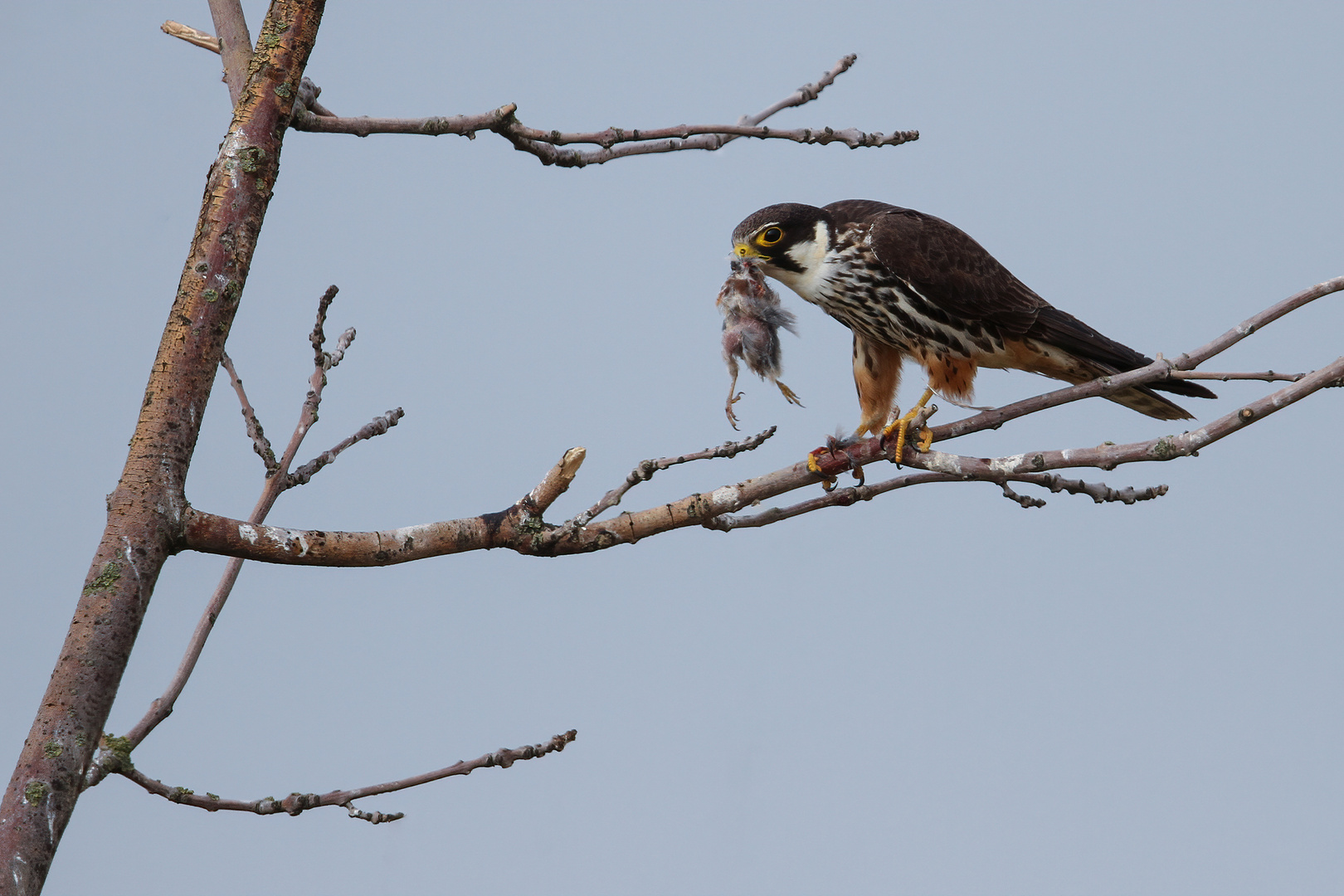 Baumfalke mit Beute