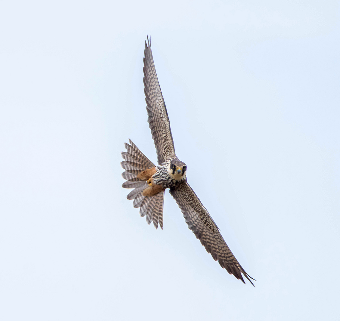 Baumfalke mit Blickkontakt