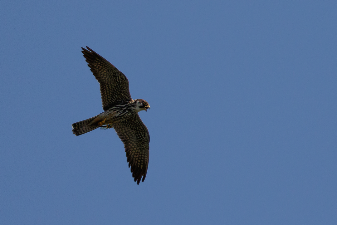 Baumfalke mit Libelle 