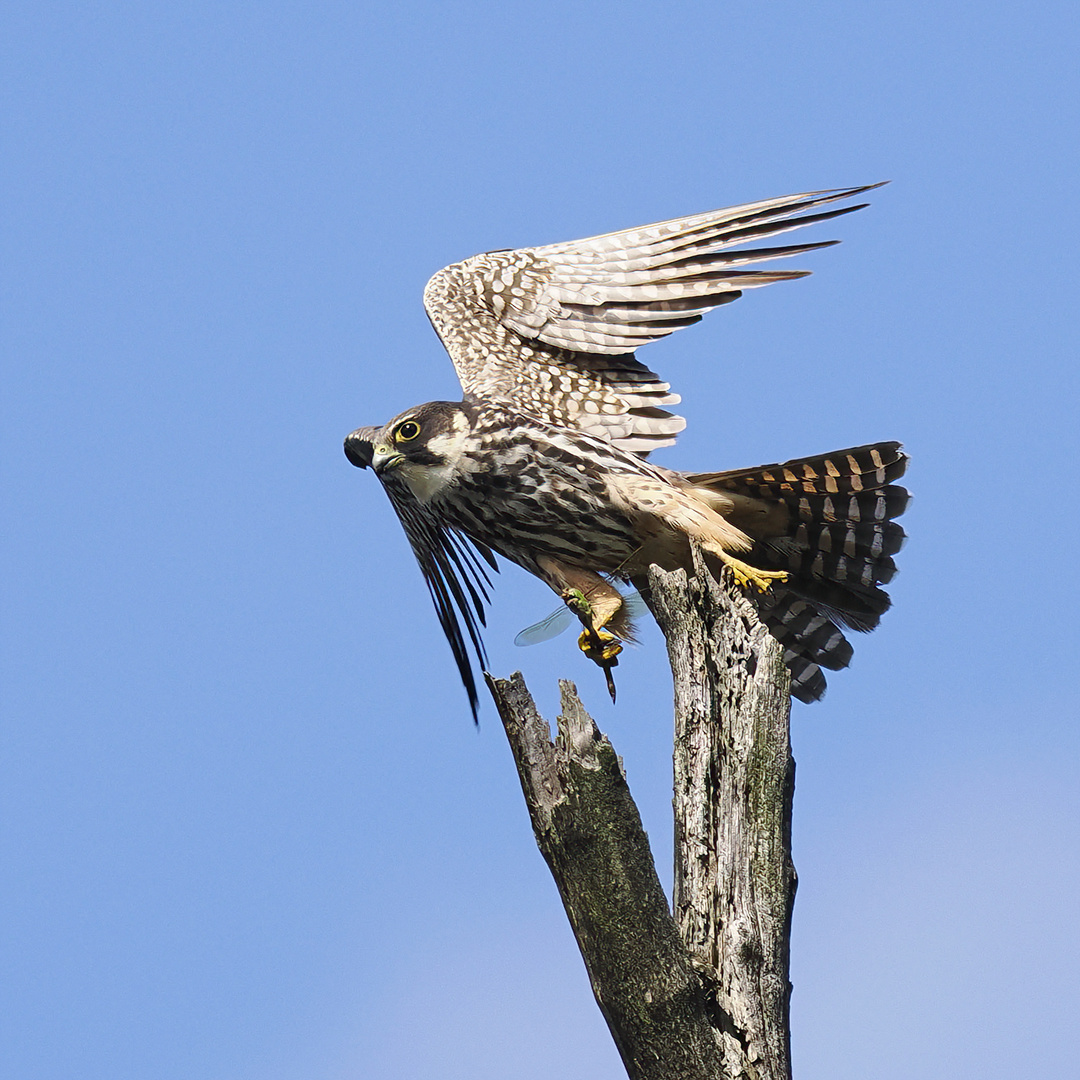 Baumfalke mit Libelle