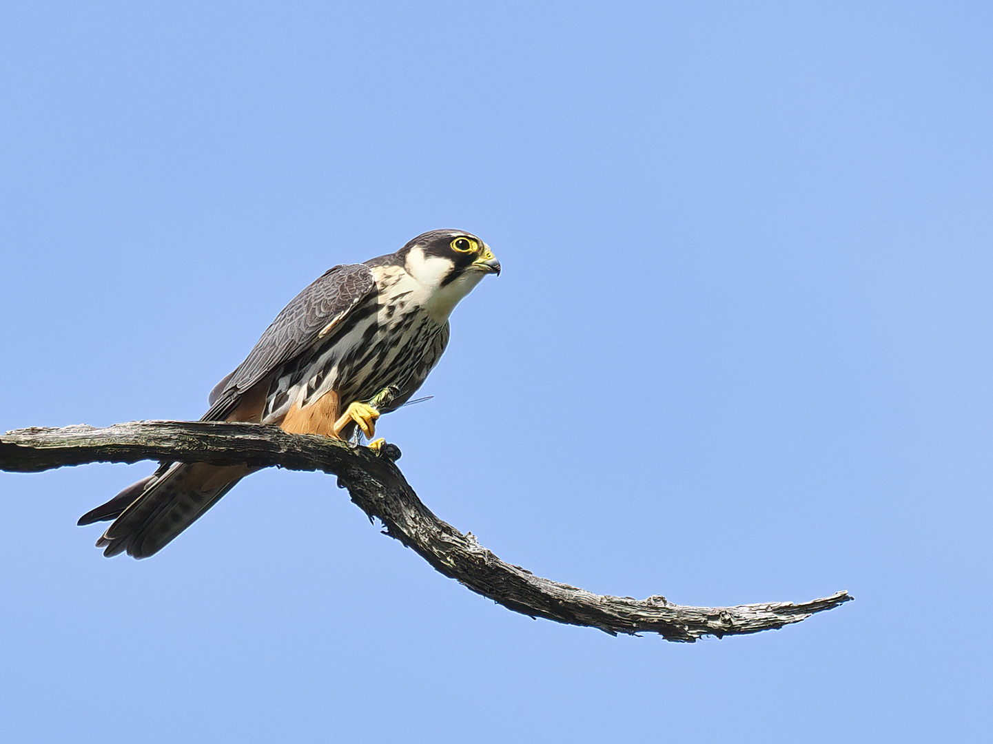 Baumfalke mit Libelle