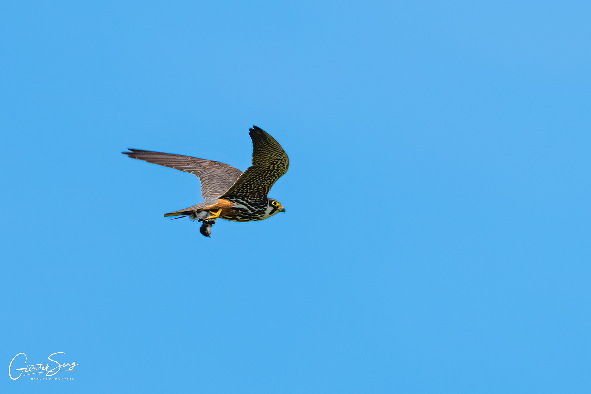 Baumfalke mit Maus