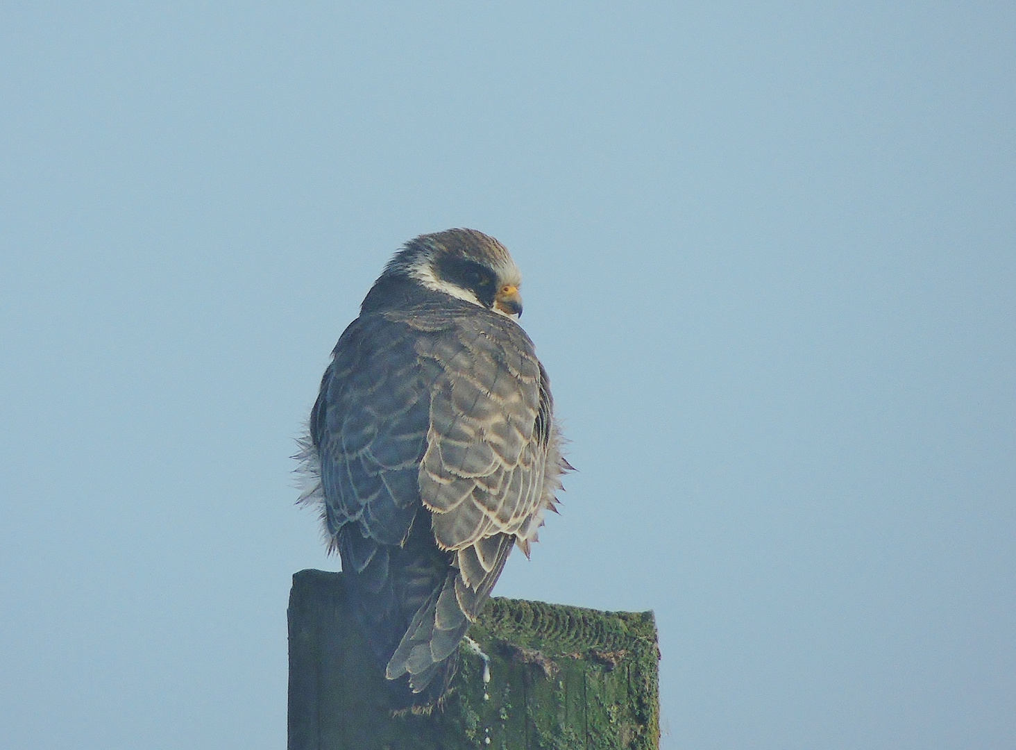 Baumfalke oder Rotfuß-Falke ?(Doku)