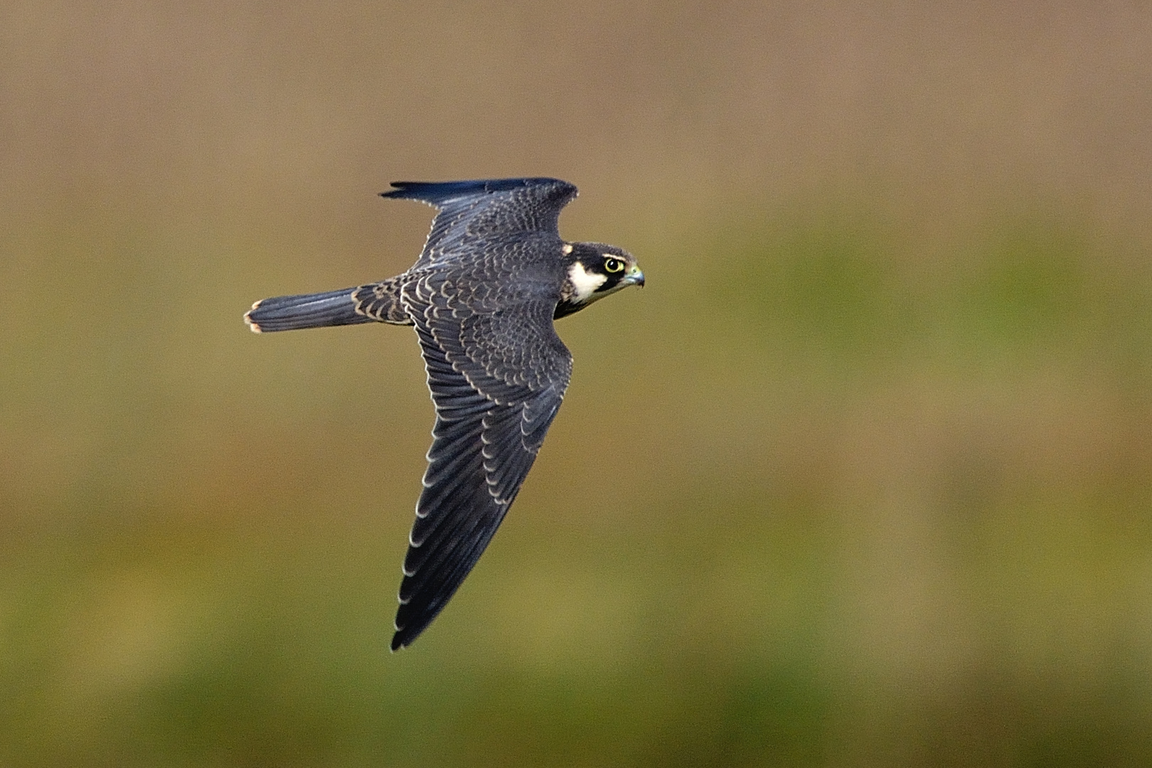 Baumfalke Wildlife