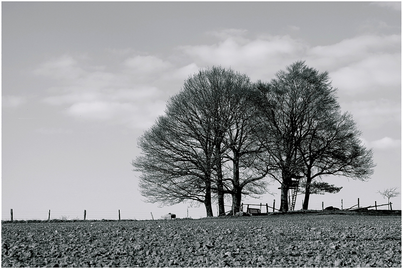 Baum.Familie