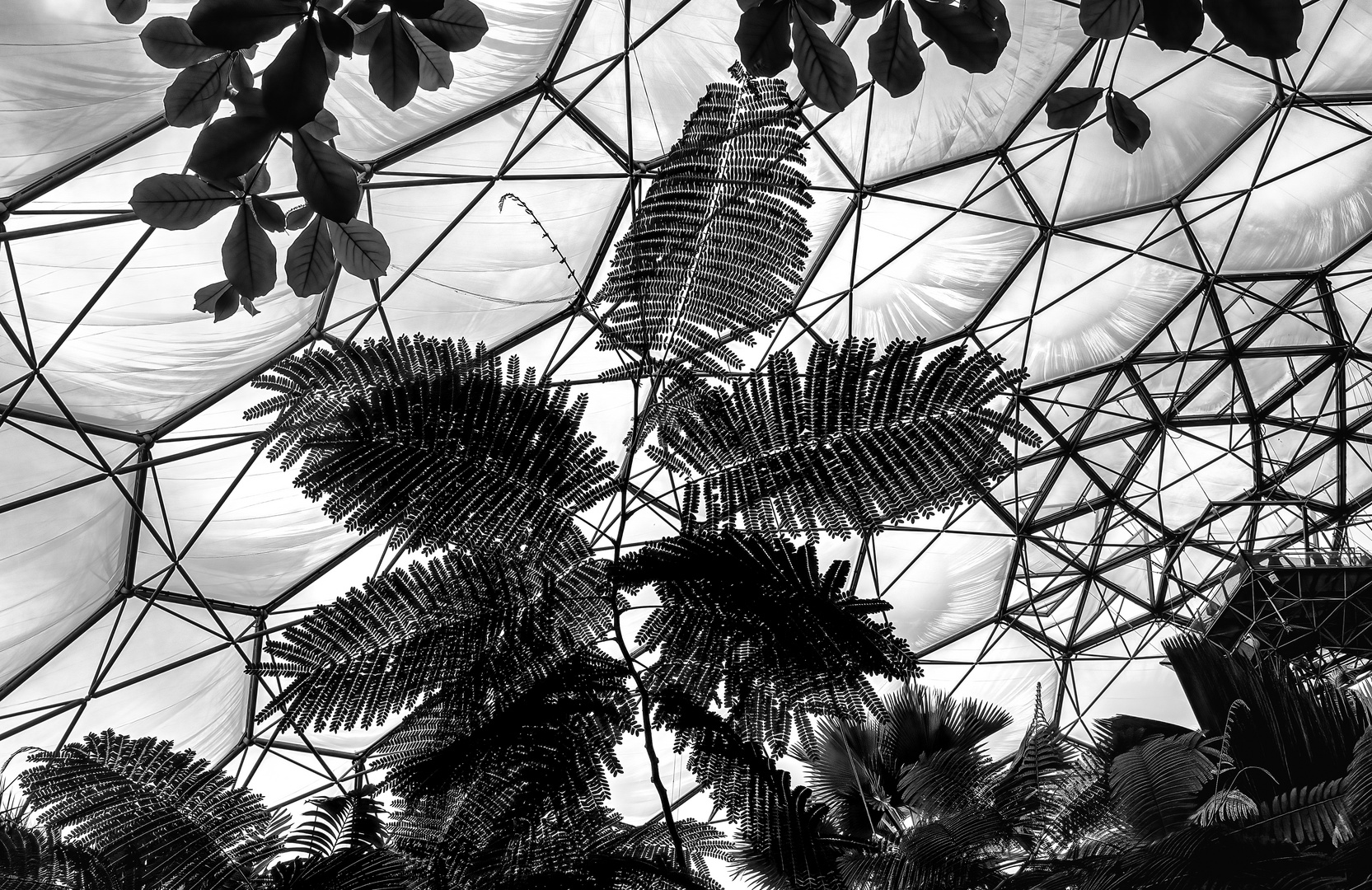 Baumfarn im Eden Project