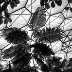 Baumfarn im Eden Project