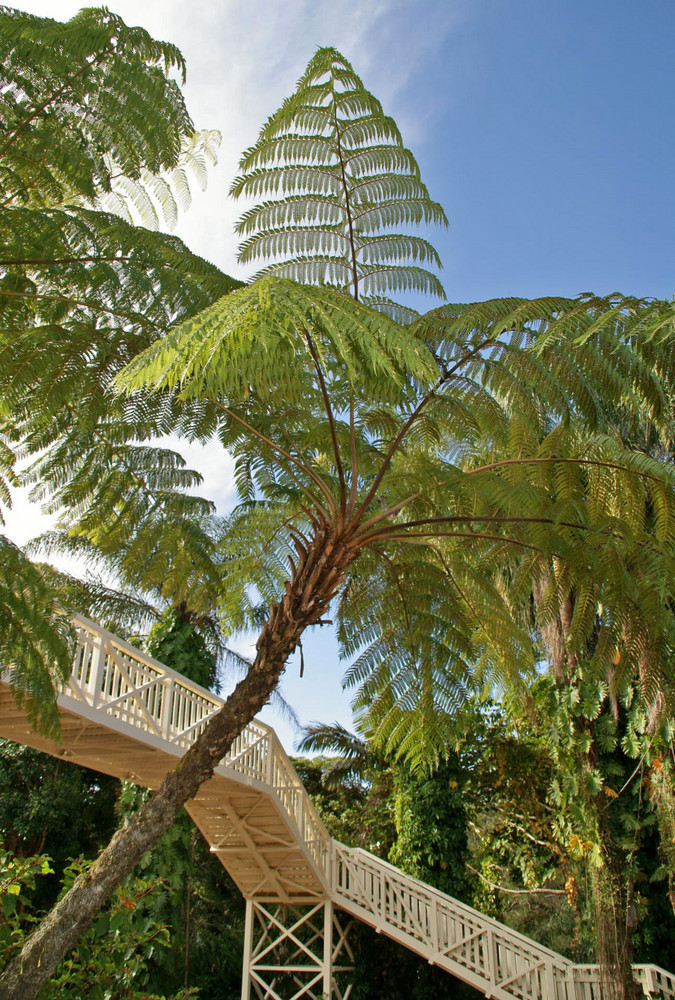 Baumfarn in Kuranda / North Queensland