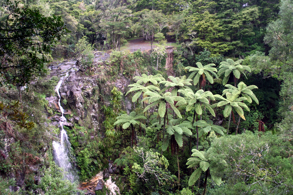 Baumfarn in NZ