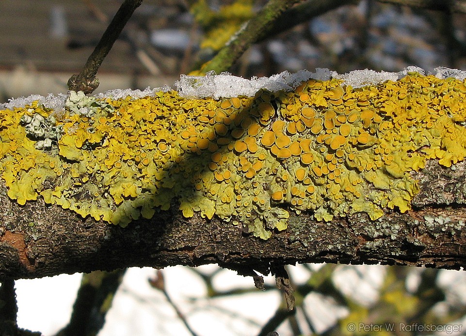 Baumflechten in der Wintersonne mit Eishaube