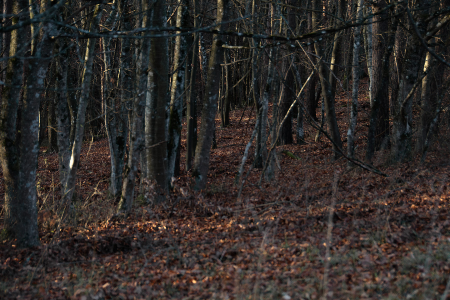 Baumflechten und rotes Laub