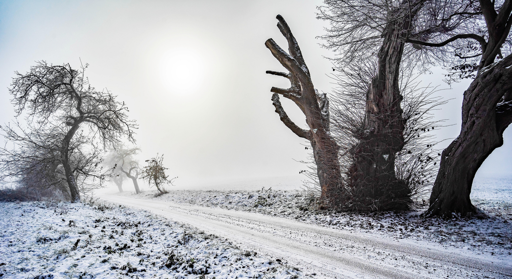 Baumformen im Nebel