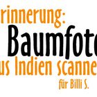 Baumfoto scannen