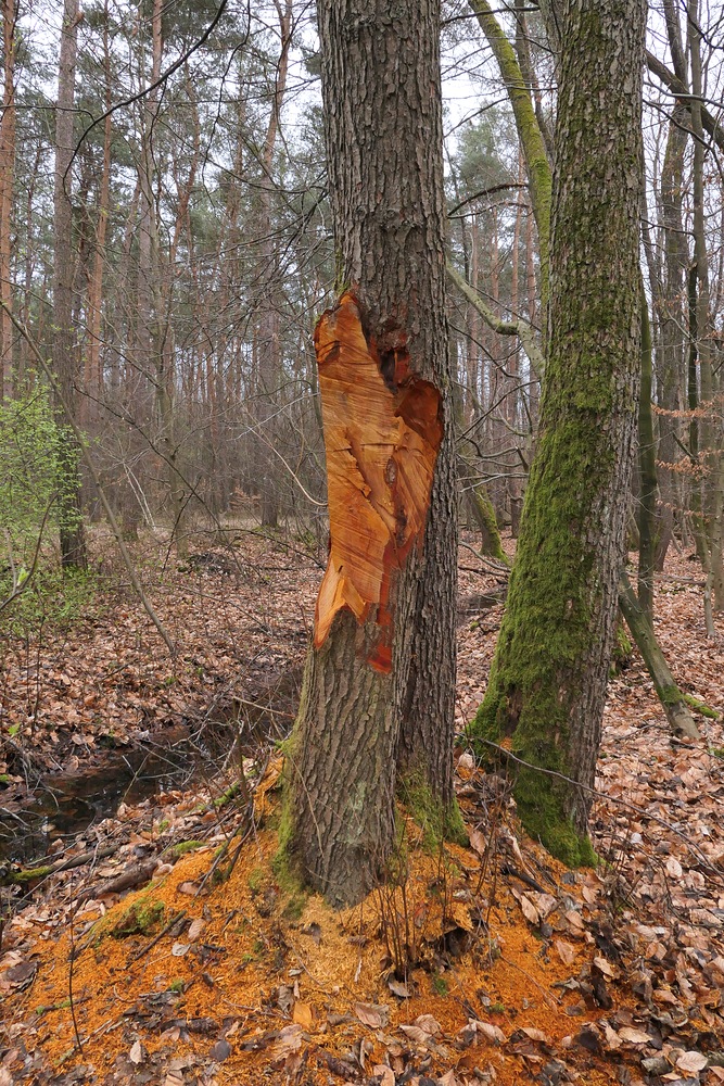 Baumfrevel im NSG Erlensteg 02