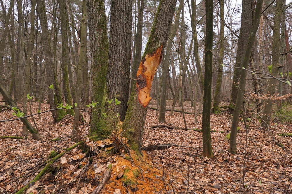 Baumfrevel im NSG Erlensteg 03