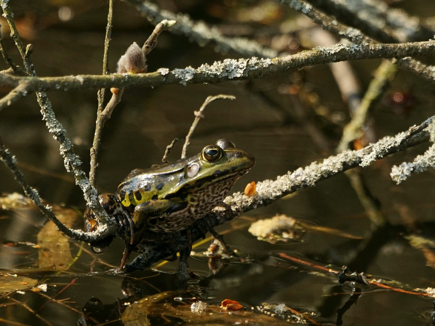 Baumfrosch?