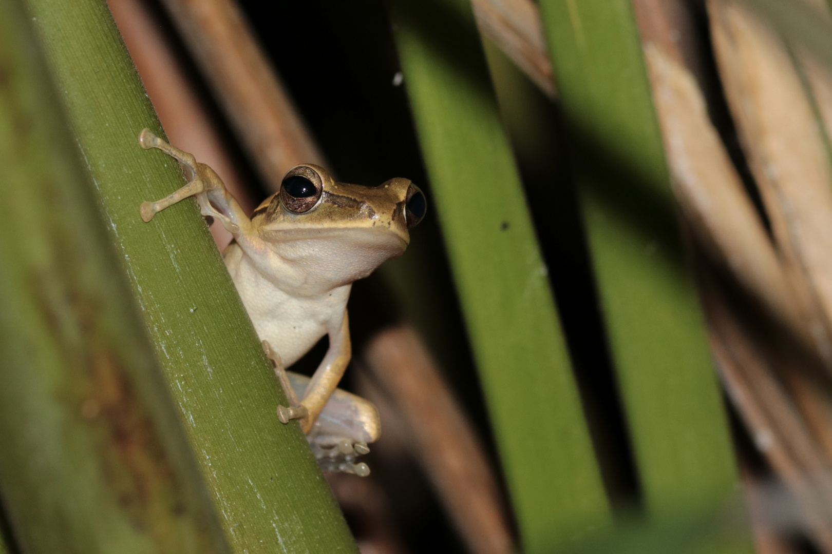 „ Baumfrosch“