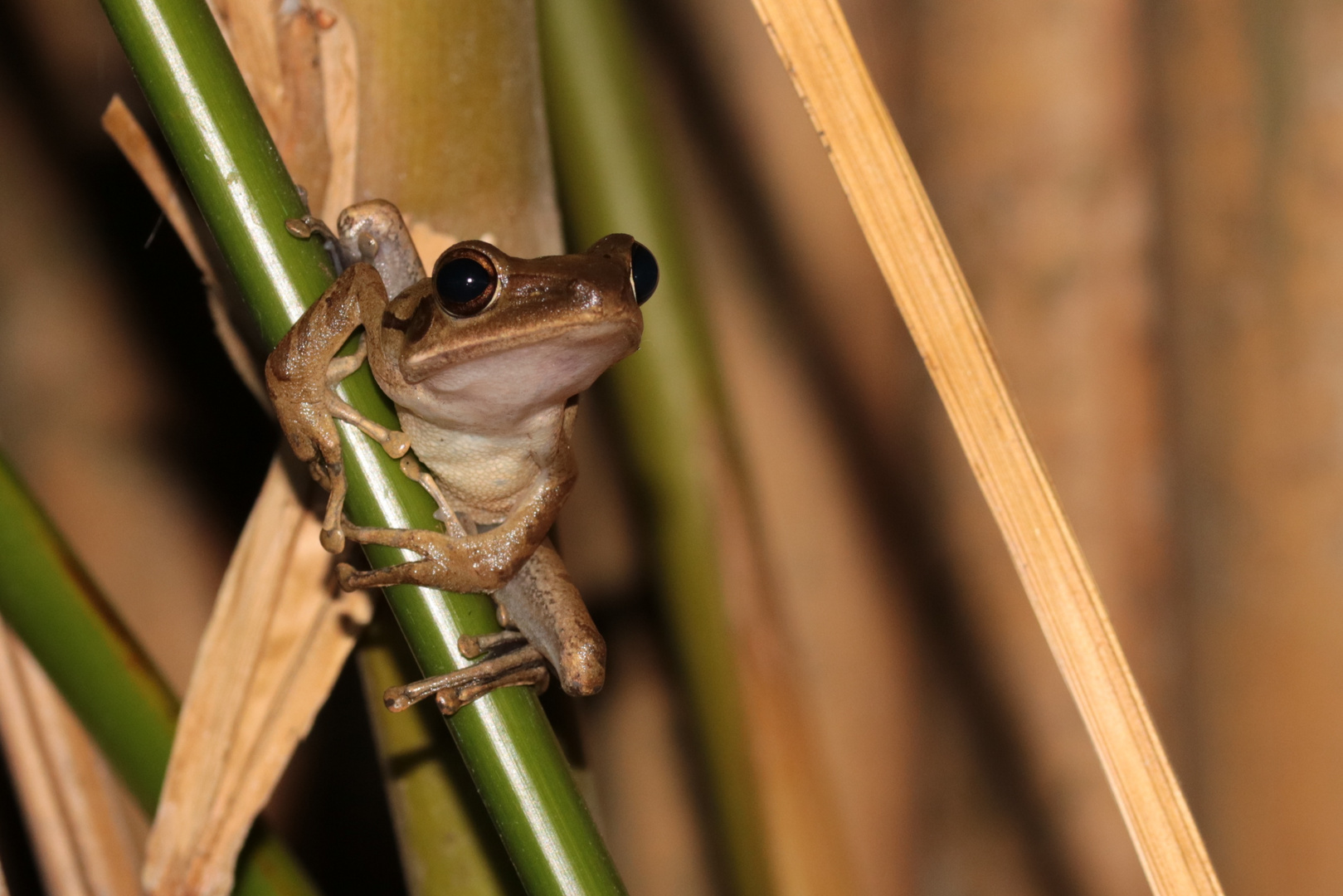 Baumfrosch Bali