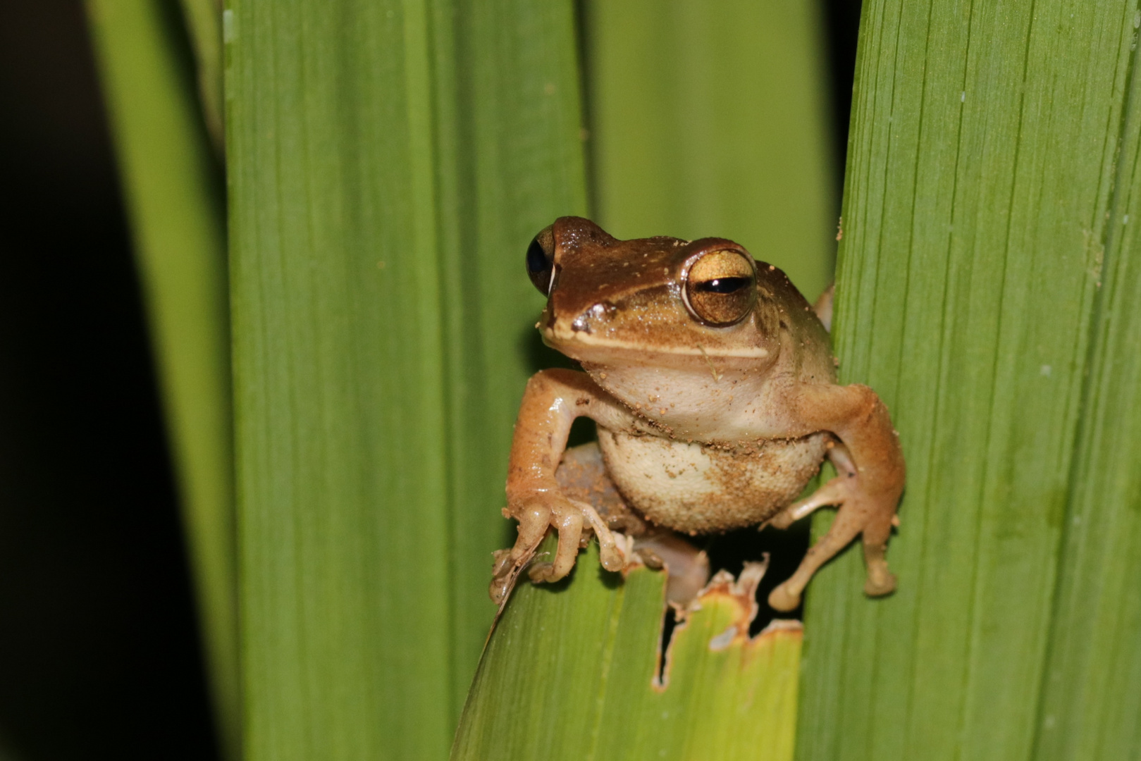 Baumfrosch Bali